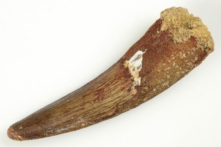 Fossil Spinosaurus Tooth - Real Dinosaur Tooth #204468